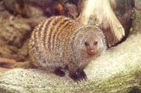 Image of: Mungos mungo (banded mongoose)