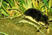 Image of: Neomys fodiens (Eurasian water shrew)