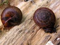 Monachoides incarnatus