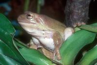 Litoria caerulea - White's Tree Frog