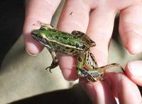 Image of: Rana pipiens (northern leopard frog)