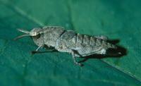 Image of: Acrididae (short-horned grasshoppers)