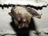 Barbastella barbastellus - Barbastrelle