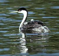 Image of: Aechmophorus occidentalis (western grebe)