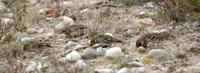 Image of: Calcarius lapponicus (Lapland longspur)