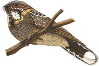 Image of: Caprimulgus pectoralis (fiery-necked nightjar)