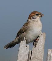 Image of: Passer montanus (Eurasian tree sparrow)