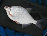 Blicca bjoerkna - Flat Bream