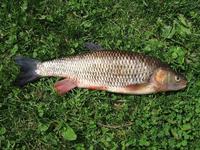 Squalius cephalus - European Chub