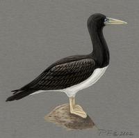 Image of: sula leucogaster (brown booby)