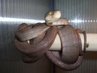 Corallus hortulanus - Amazon Tree Boa