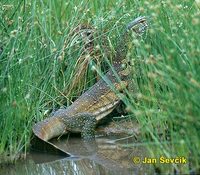 Varanus niloticus - Nile Monitor