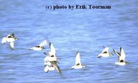 Grey Plover - Pluvialis squatarola