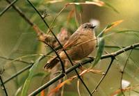 Brown-cheeked Fulvetta - Alcippe poioicephala