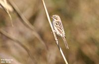 Pallas's Bunting - Emberiza pallasi