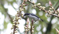 Bicolored Flowerpecker - Dicaeum bicolor