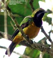 Orange-bellied Leafbird - Chloropsis hardwickii