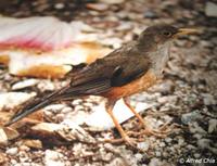 Island Thrush - Turdus poliocephalus