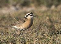 Kittlitz's Plover (Charadrius pecuarius) photo