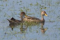 Yellow-billed Pintail - Anas georgica