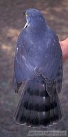 African Goshawk - Accipiter tachiro