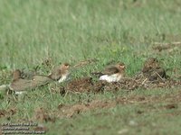 Collared Pratincole - Glareola pratincola
