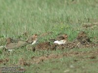 Collared Pratincole - Glareola pratincola