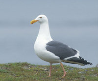 Western Gull (Larus occidentalis) photo