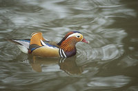 Mandarin Duck (Aix galericulata) photo