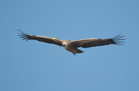 Griffon Vulture (Gyps fulvus) photo