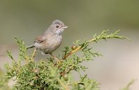 Spectacled Warbler (Sylvia conspicillata) photo