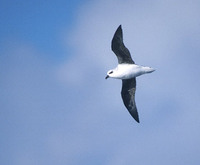 White-headed Petrel (Pterodroma lessonii) photo