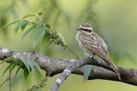 Variegated Flycatcher (Empidonomus varius) photo