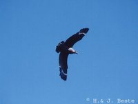 Brown Skua - Stercorarius antarctica