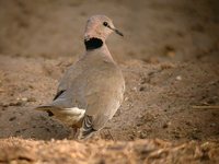 Vinaceous Dove - Streptopelia vinacea