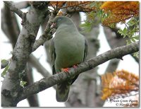 African Green-Pigeon - Treron calva