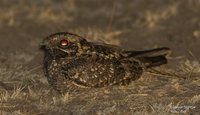 Eurasian Nightjar - Caprimulgus europaeus