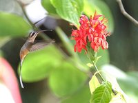 Planalto Hermit - Phaethornis pretrei