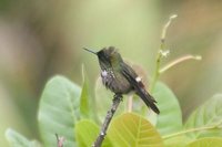 Festive Coquette - Lophornis chalybeus