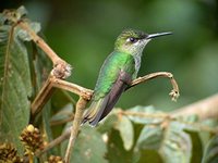 Violet-fronted Brilliant - Heliodoxa leadbeateri