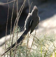 White-backed Mousebird - Colius colius