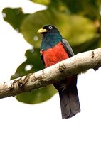 White-eyed Trogon - Trogon comptus