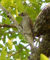 Lesser Honeyguide - Indicator minor