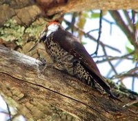 Arizona Woodpecker - Picoides arizonae