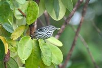 Cherrie's Antwren - Myrmotherula cherriei