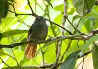 Rufous-tailed Antwren - Myrmotherula erythrura