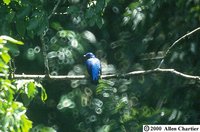 Purple-breasted Cotinga - Cotinga cotinga