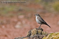 Cinereous Ground-Tyrant - Muscisaxicola cinereus