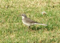 Cape Wagtail - Motacilla capensis