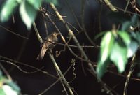 Buff-vented Bulbul - Iole olivacea